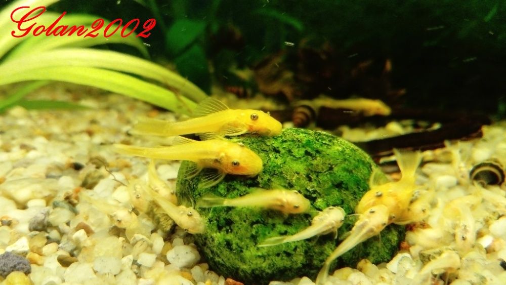 Glonojad Złoty 4CM Ancristus L144 BLUE Eye Nie Albinos!