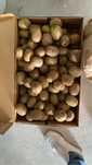 Produto: Kiwi Nacional