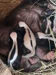skunksy do rezerwacji