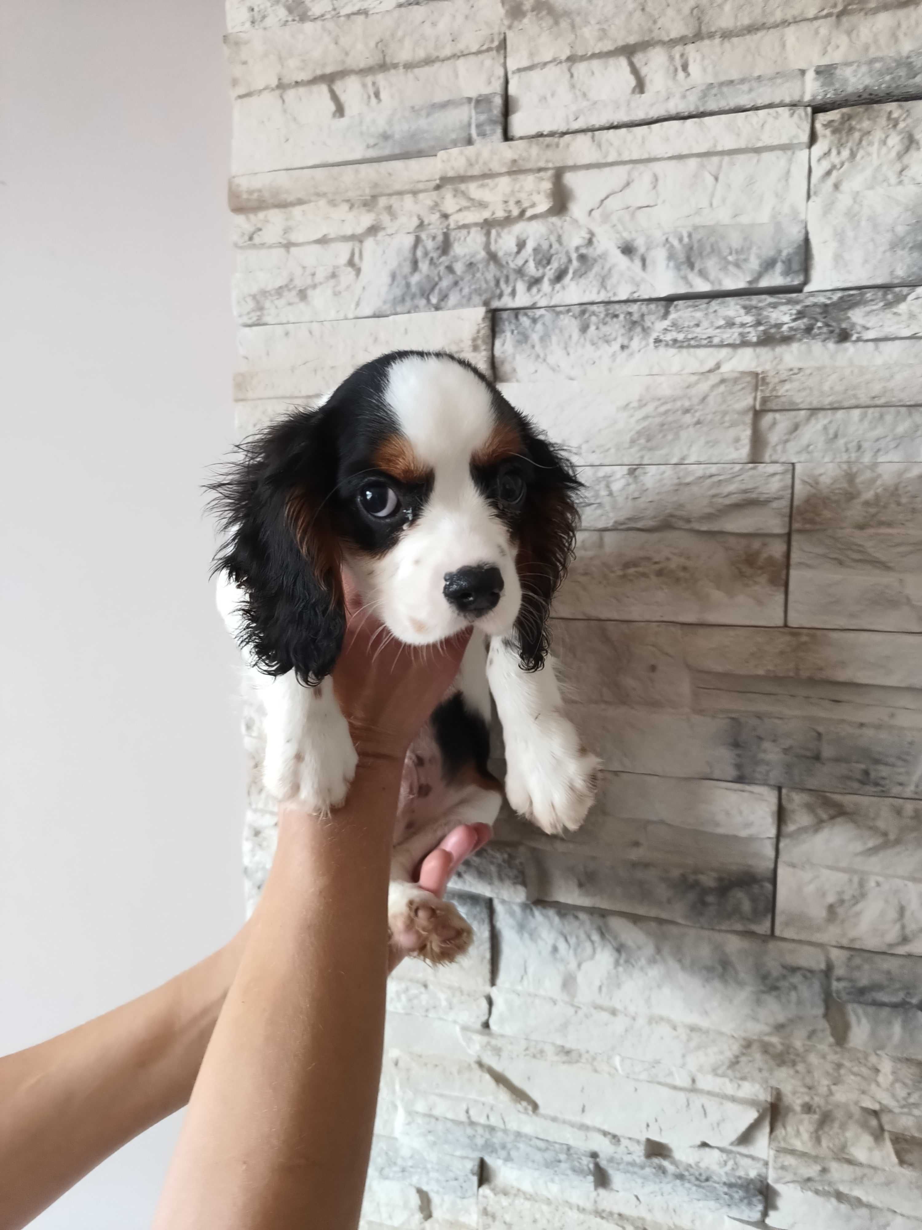 Cavalier King Charles Spaniel