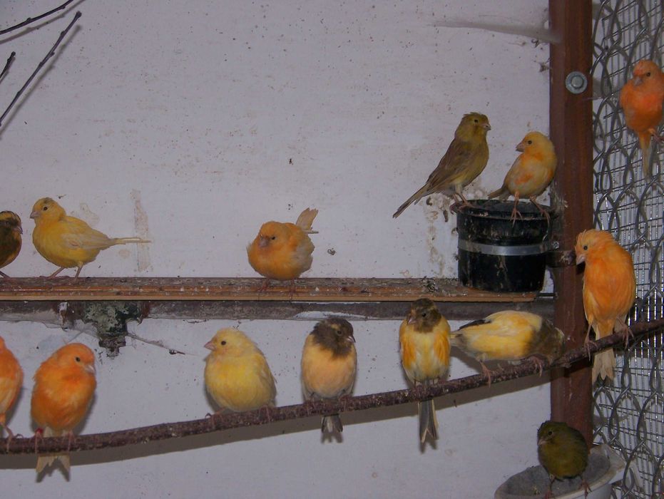 Kanarki, ładnie wybarwione