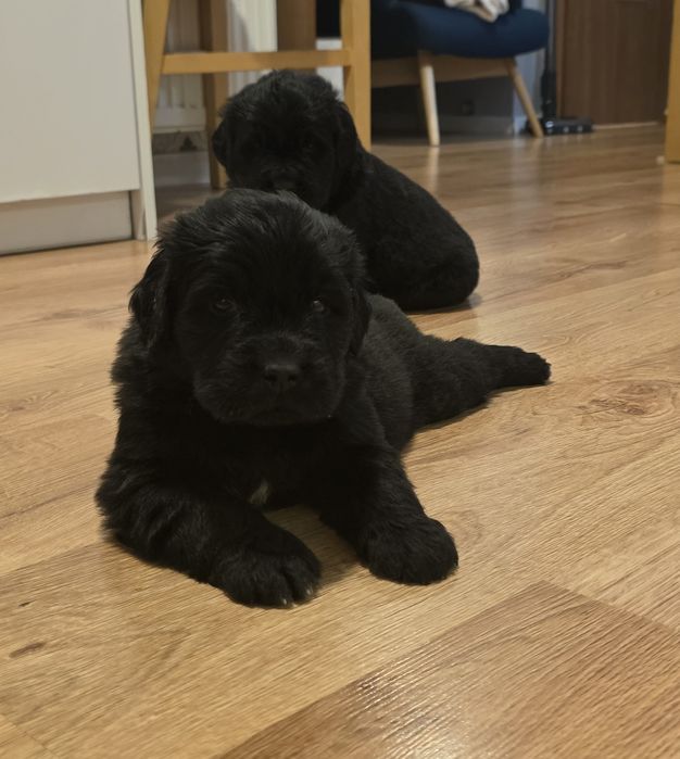 Nowofundland Wodołaz Piesek ZKWP FCI