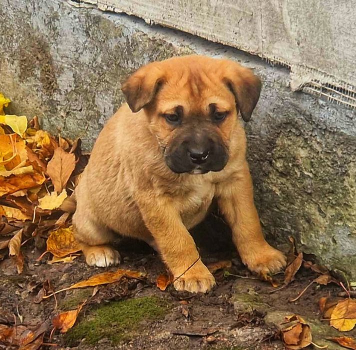 Хлопчик кане корсо.  Майже 2міс. Яскравий!