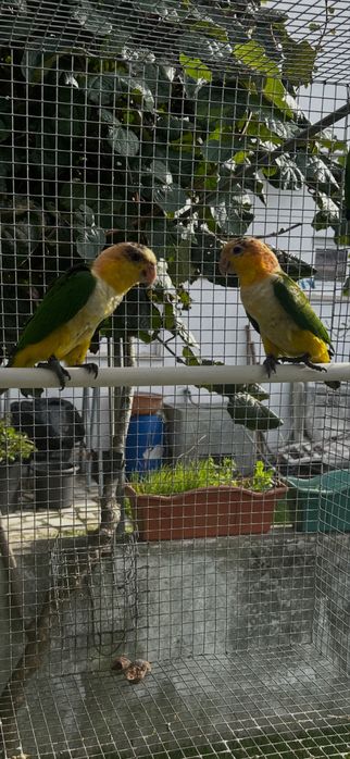 Marinha de Cabeça Canela