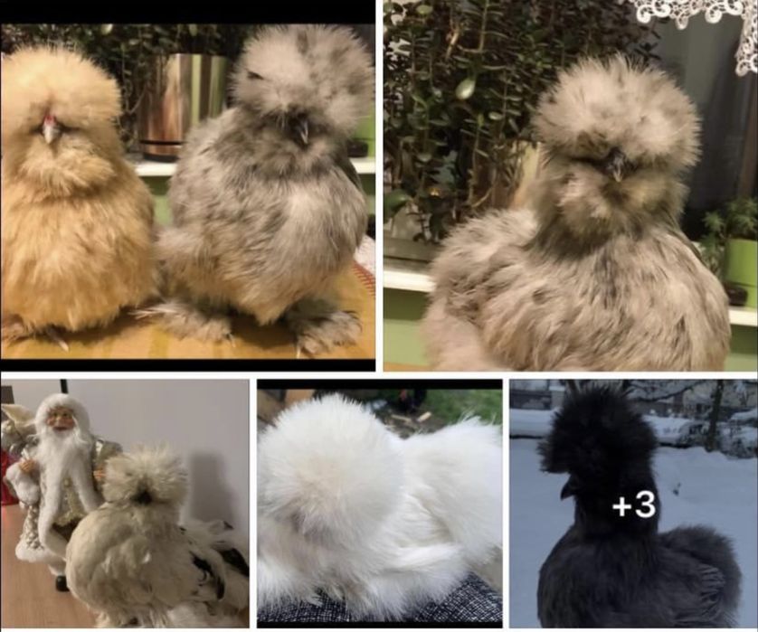 Dostepne 30  Jajka lęgowe silki usa piękne puchate kury silka