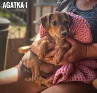 Agatka 1 szczeniak do adopcji. Docelowo mała