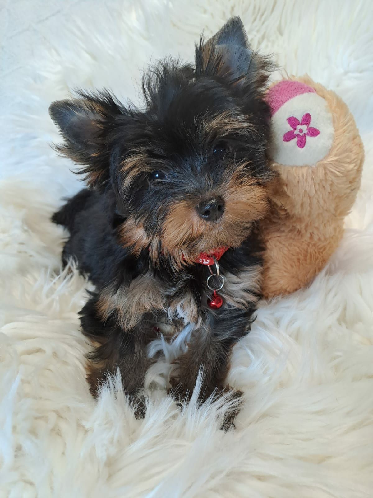 **MOLI**Yorkshire terrier sunia do rezerwacji