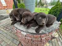 Szczeniak Labrador czekoladowy