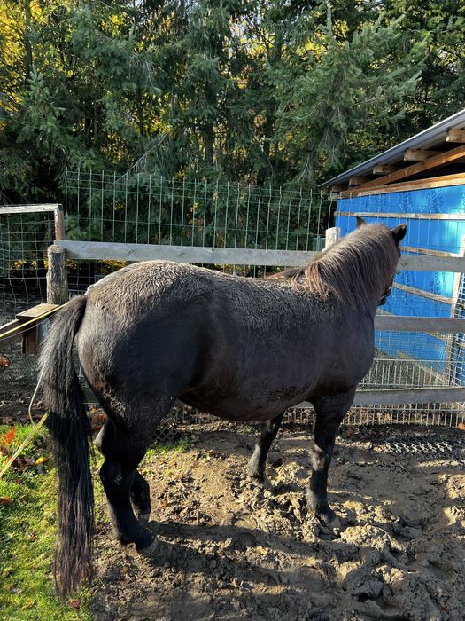 Koń polski mor i herbenka
