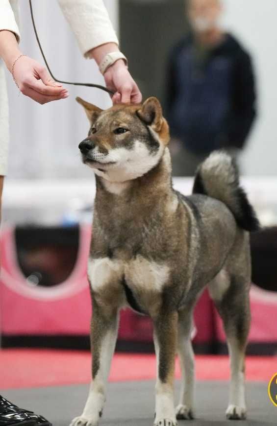 Shikoku ,piękny, japoński dostojny inteligentny pies.