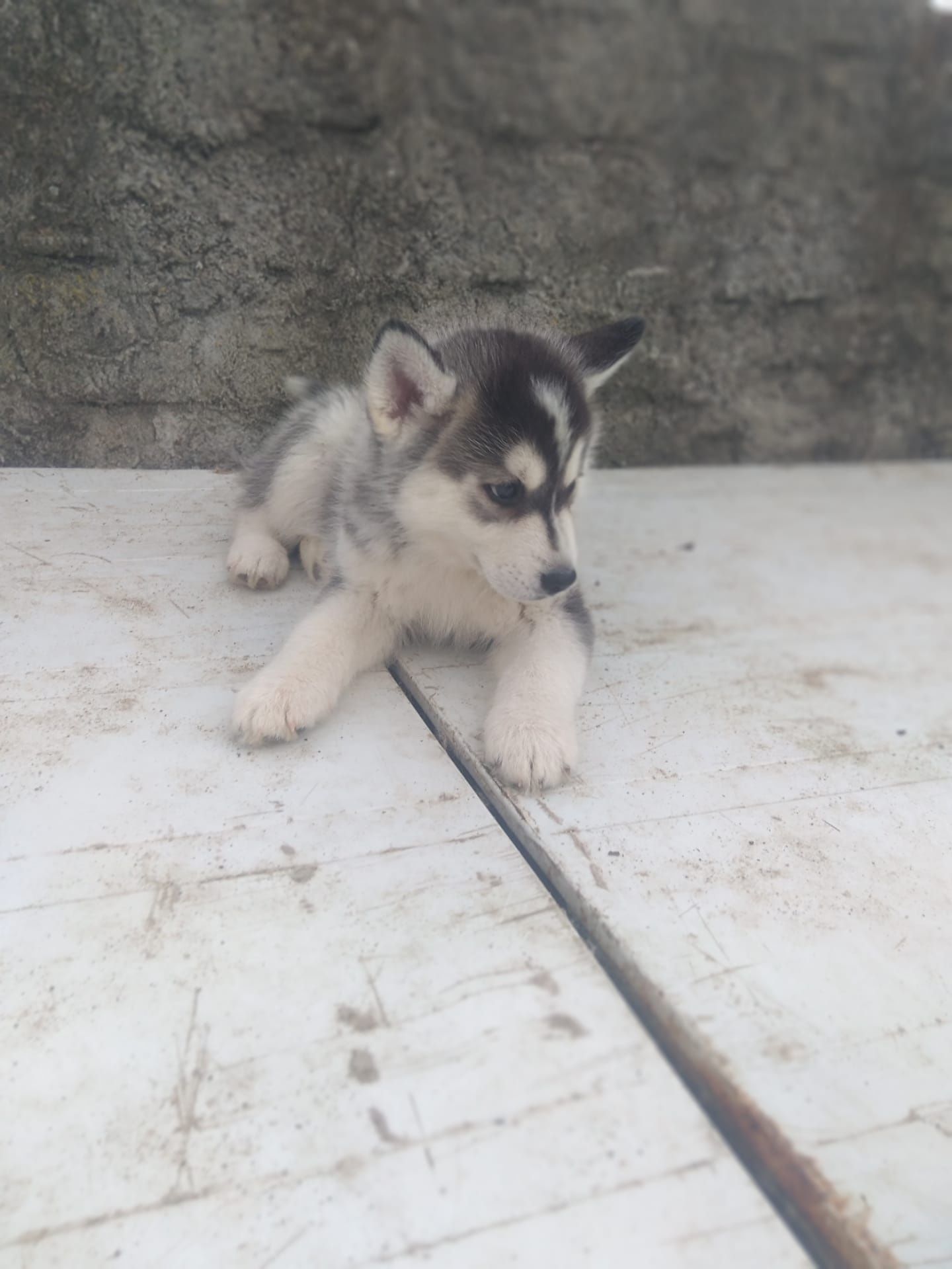 Husky siberiano c/lop pedigree c.p .canicultura