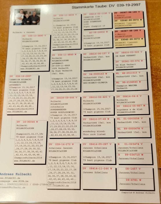 Gołębie pocztowe Kulbacki