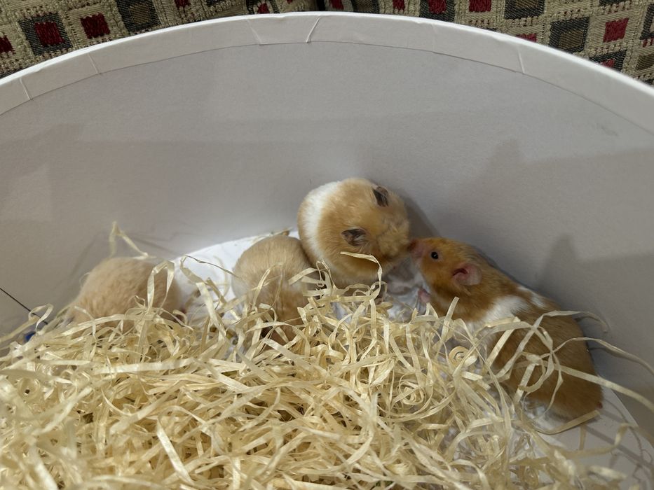 Хомка чудовий та вирощений в любові