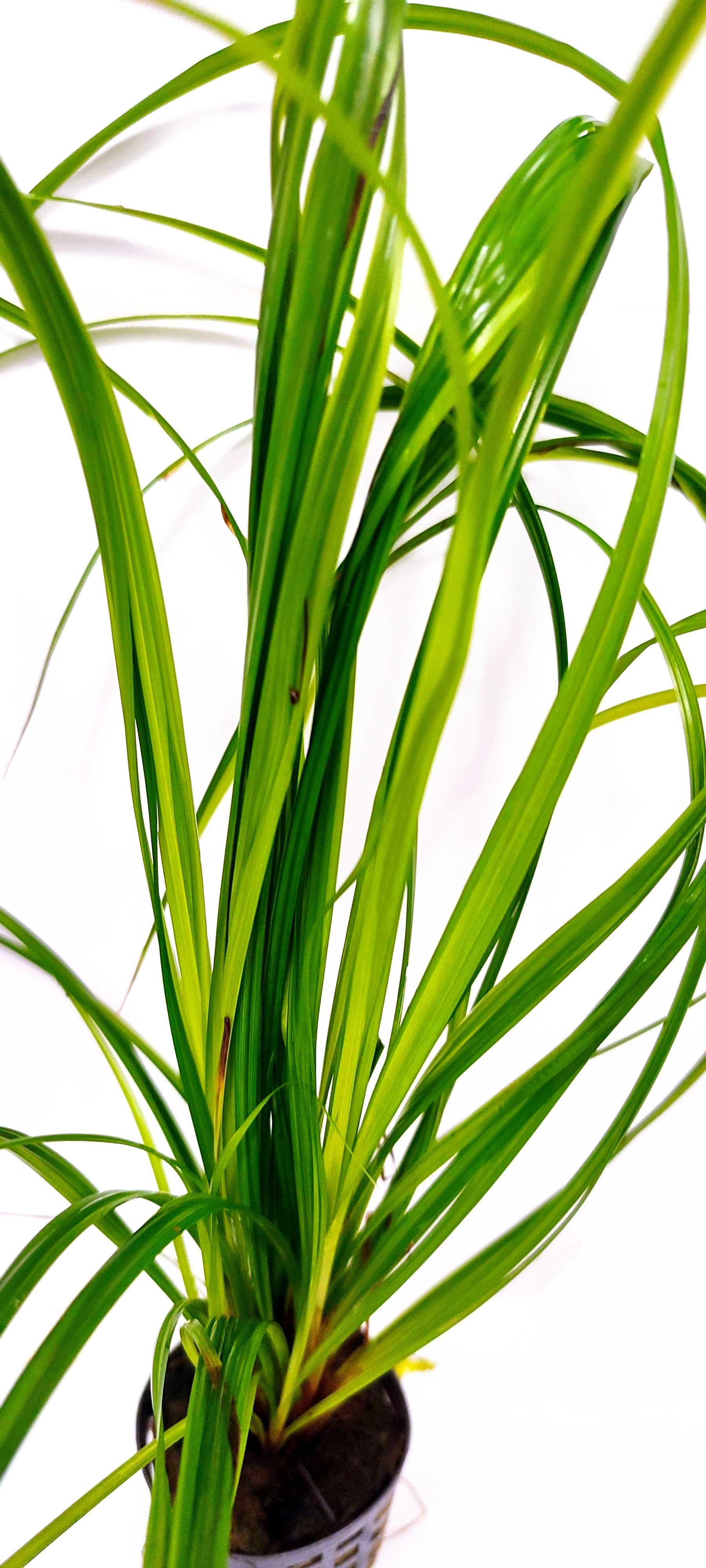 Cyperus Helferi KOSZYK Ozdoba Akwarium Krewetkarium Rośliny