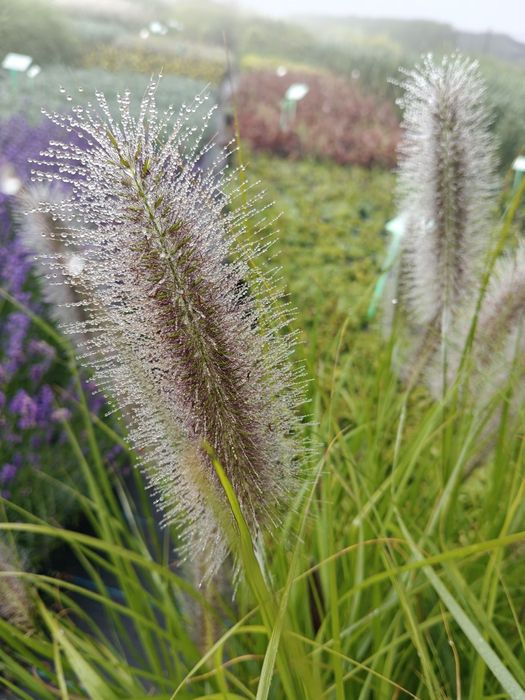Trawy ozdobne, miskant proso kosmatka ostnica rozplenica trzcinnik

Go