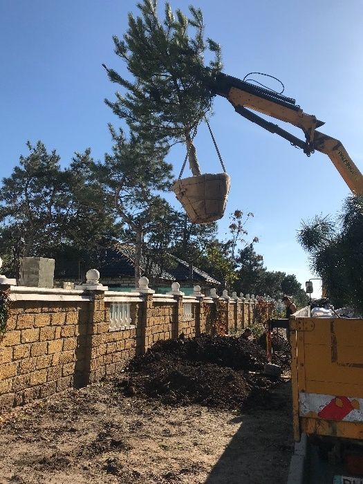 Сажанці сосна кримська Береза клен липа платан Туя