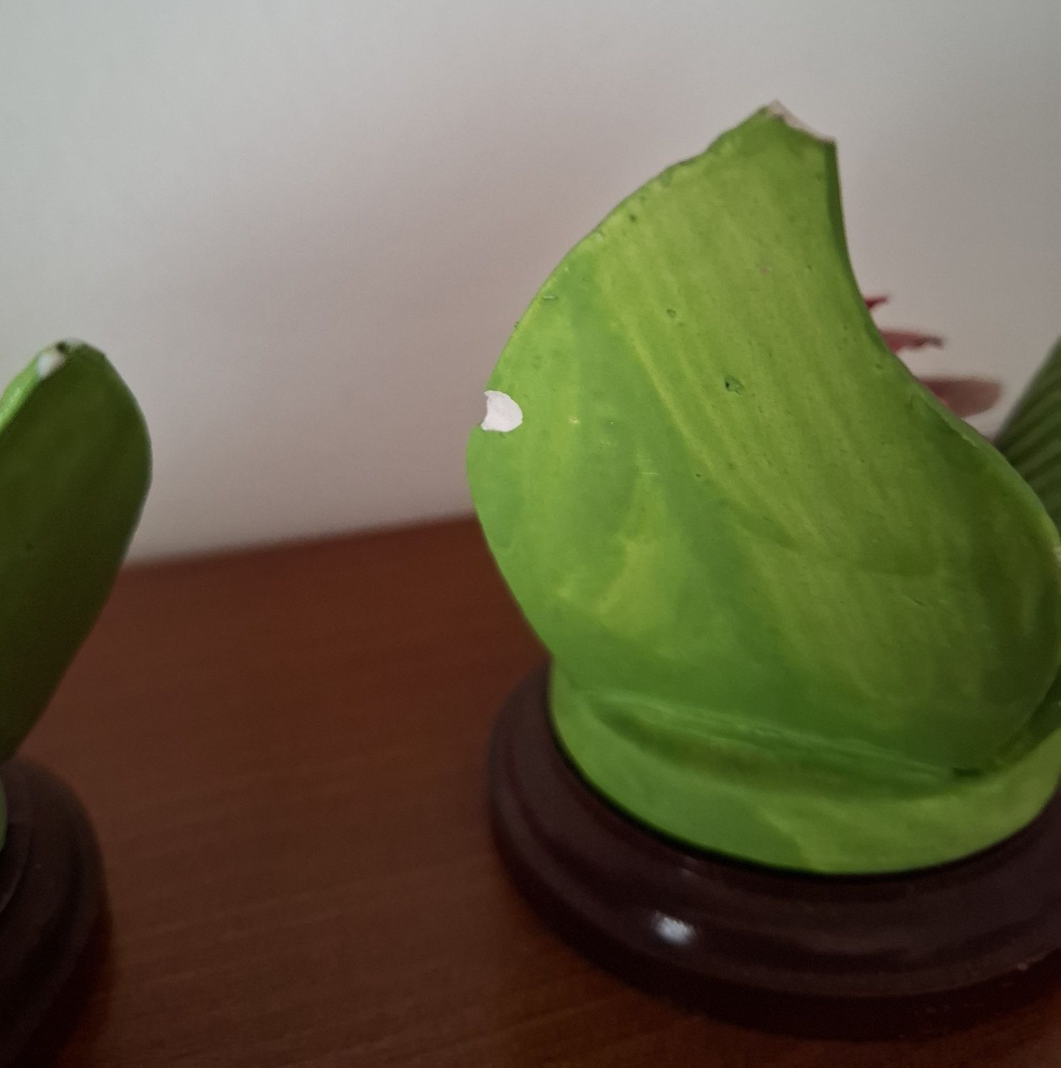Flores ornamento casa
