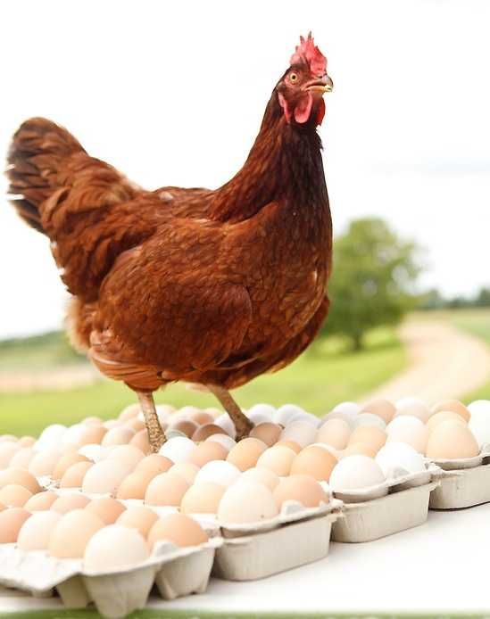 Kury nioski Duże ROSA V Leghorn Lohman Isa Brown Dominant Greenshell