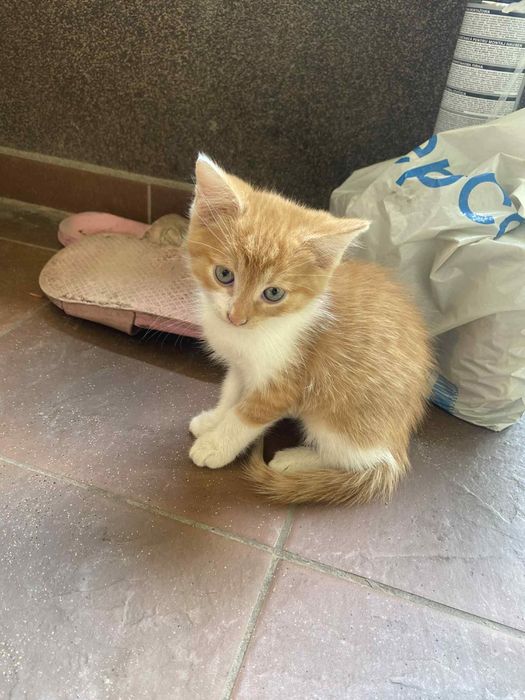 Małe kotki szukają domu