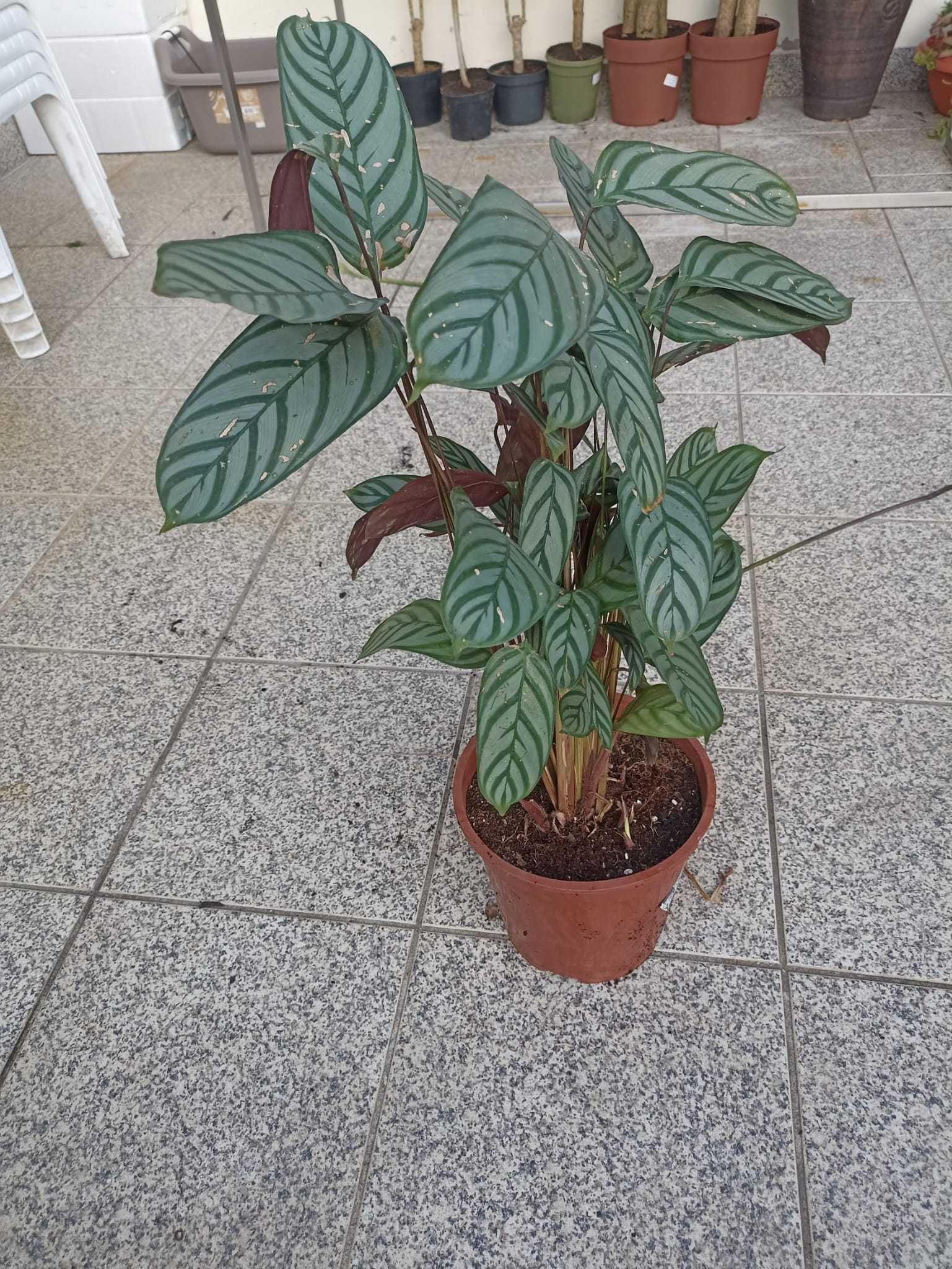 Vendo planta de interior - Maranta-cinza(Ctenanthe setosa (Roscoe))