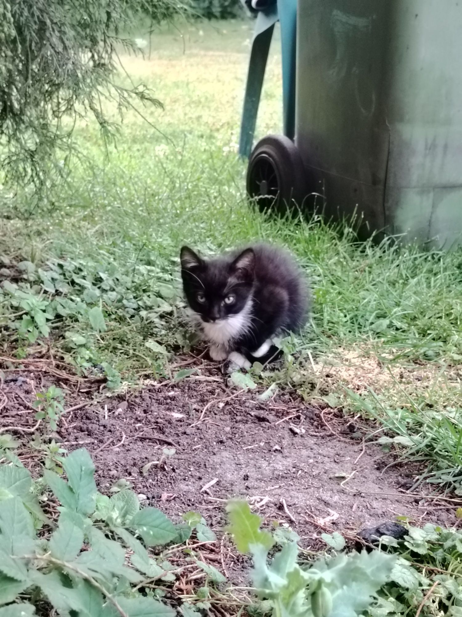 PILNE!! oddam kotki w dobre ręce