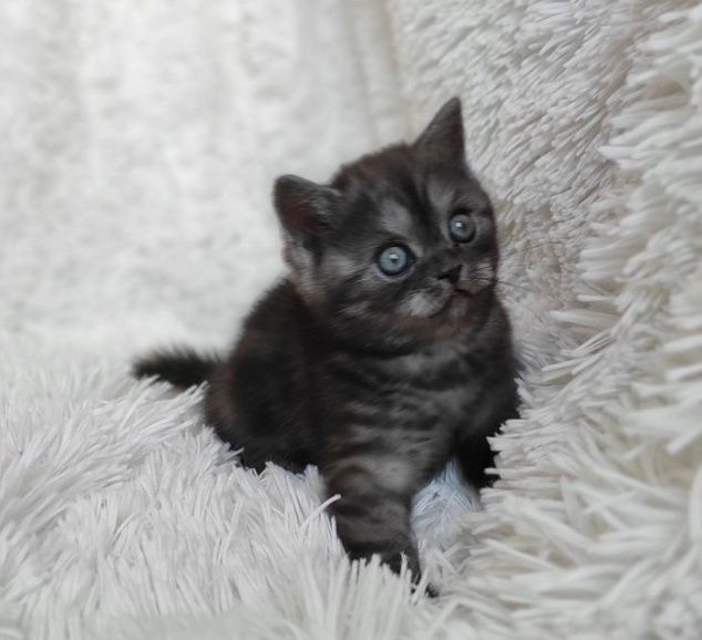 Великолепные котята