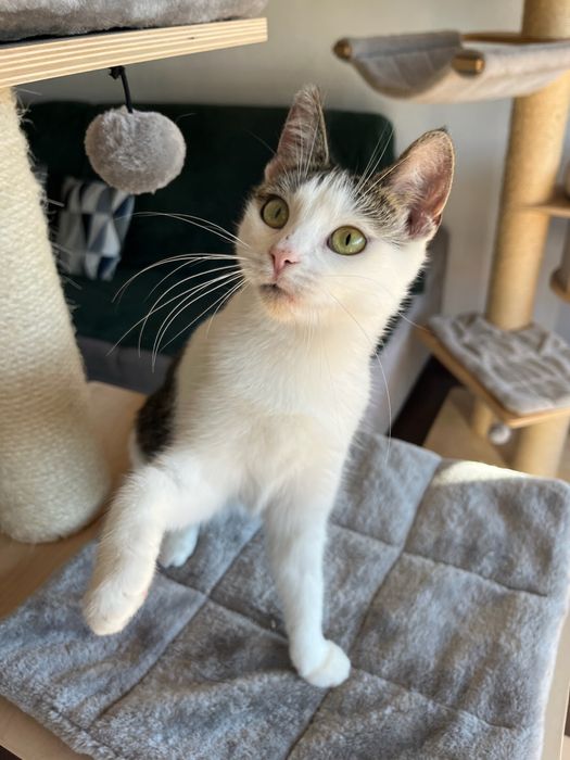 Tosia, która prawie umarła szuka domu