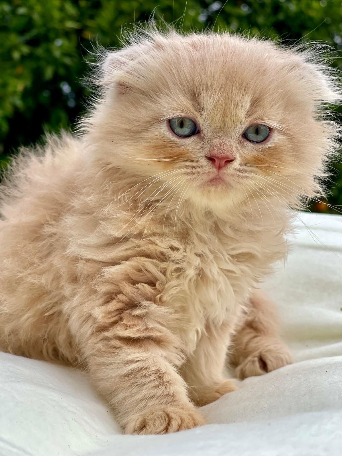 Gato Scottish Fold HighLand
