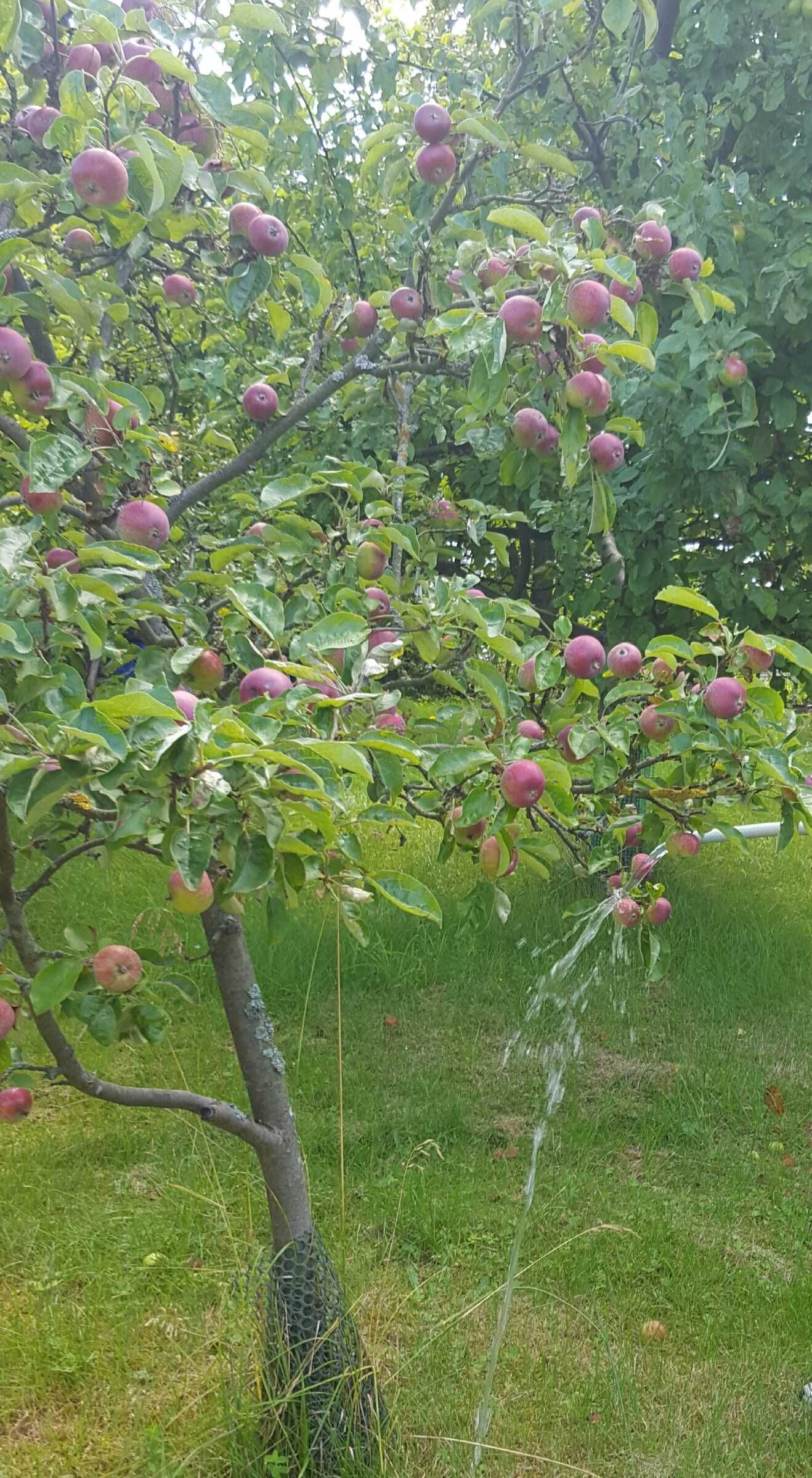 Sprzedam pięknie położoną działkę ogrodniczą.