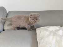 Gatinha Scottish fold