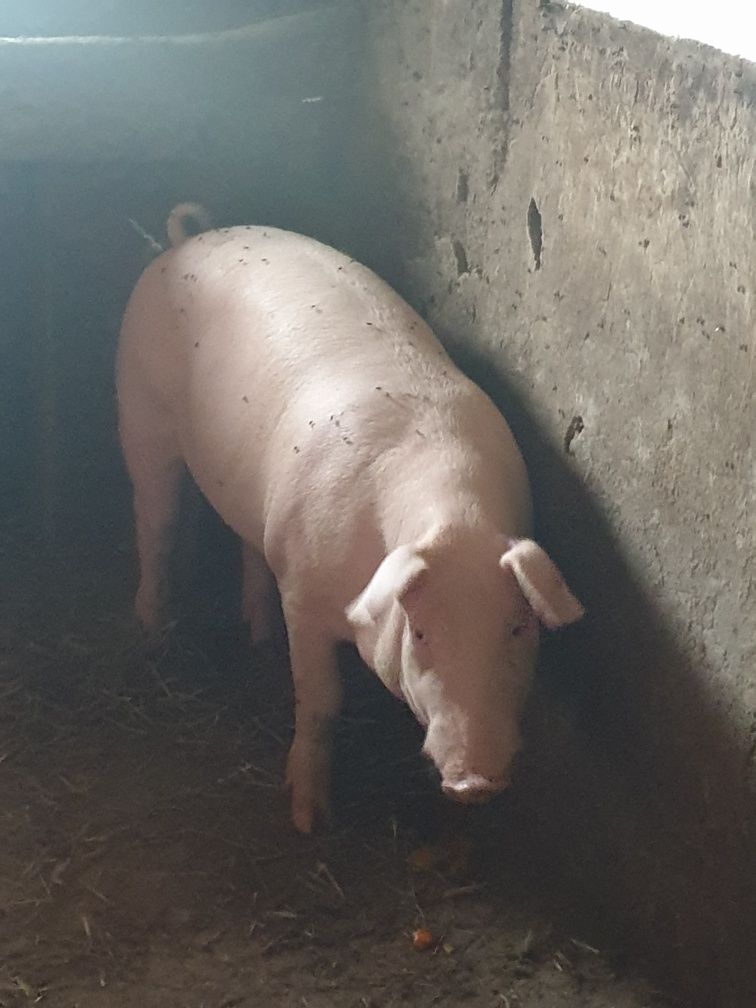 Sprzedam  młodego  knurka