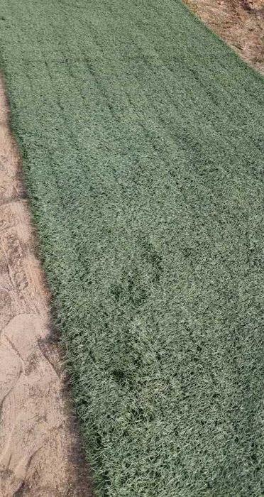 Relva toda verde sem marcações