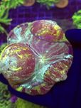 Trachyphyllia Rainbow WYSIWYG #6 akwarystyka morska koralowce