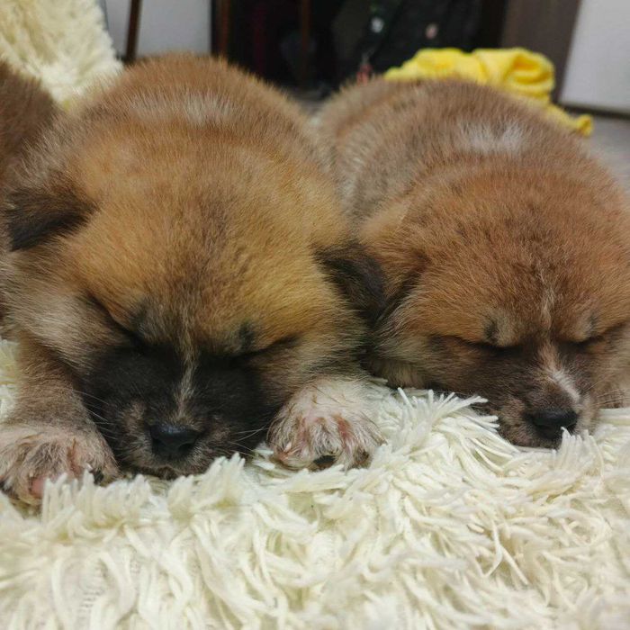 Щенята Акіта іну