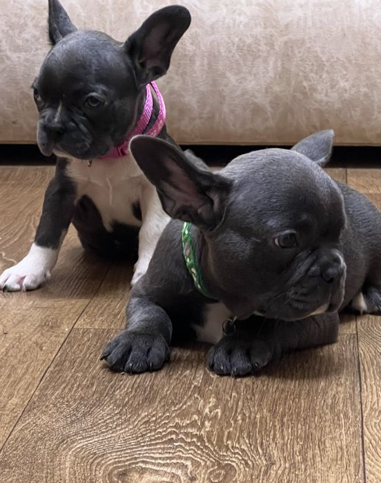 Голубі хлопчик та дівчинка