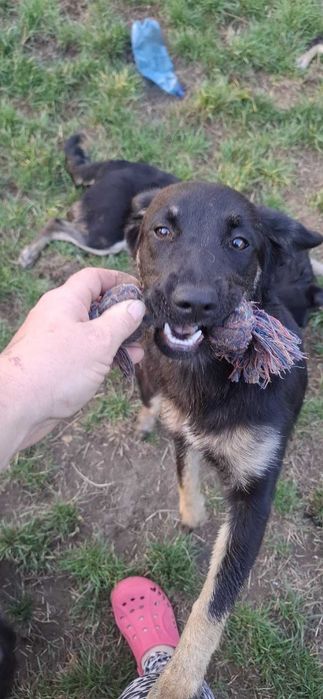 Łagodna Milusia  SZCZENIAK szuka kochającego domu!