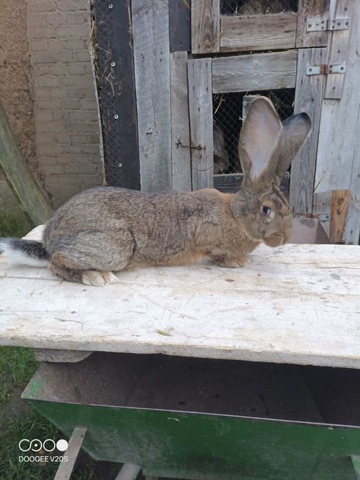 Króliki belgijski olbrzym