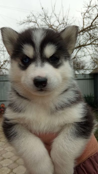 Хаскі щенята, в добрі руки