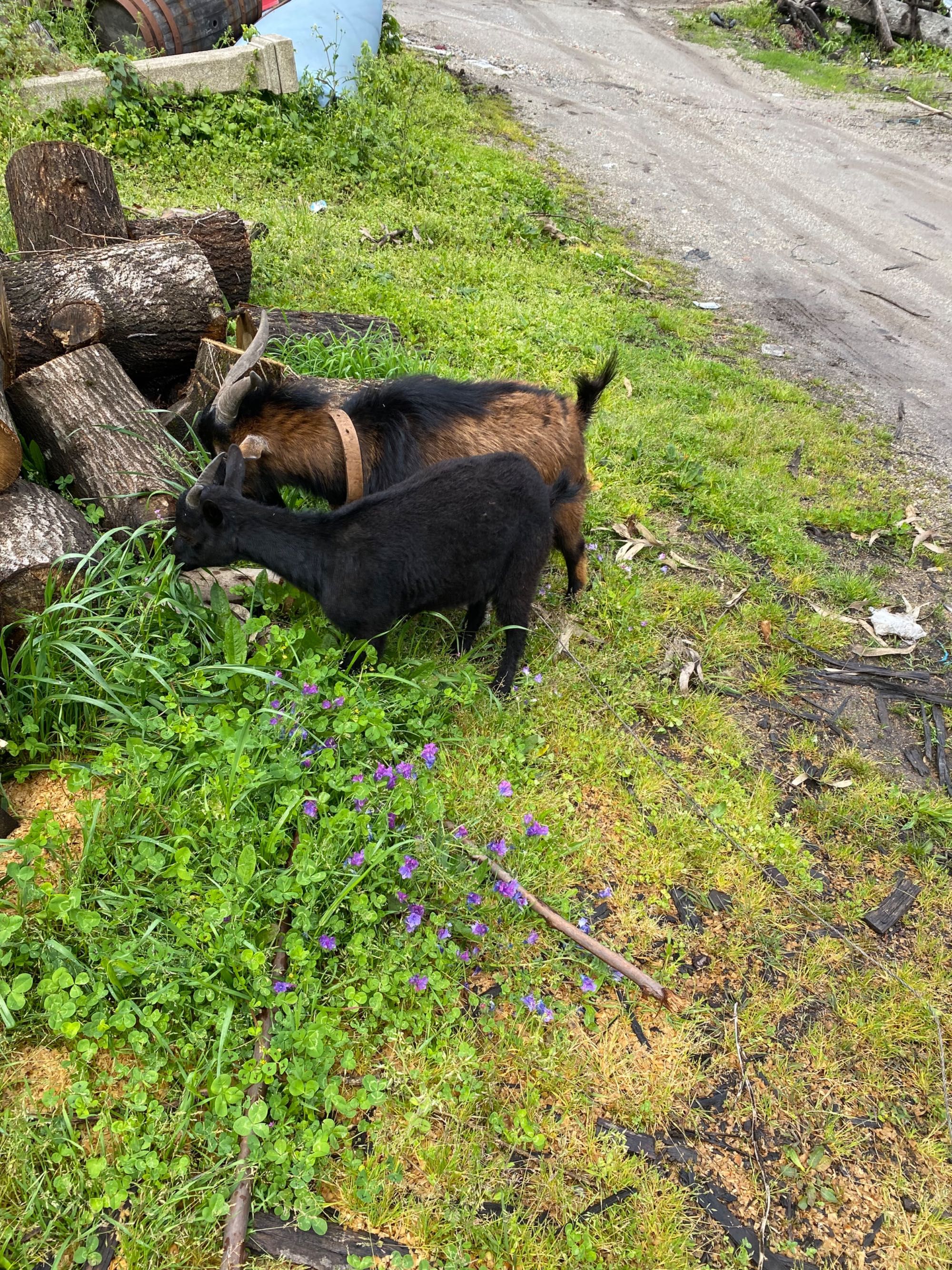 vendo cabra anã muito linda e pequena prenha