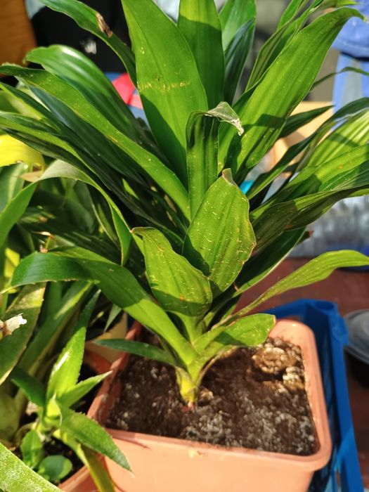 Пальма домашня відводок