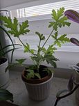 Geranium (anginka)