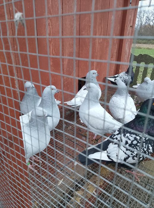 Gołębie Rysie srebrne