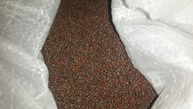 Семена брокколи на вес 50грамм 100 грн