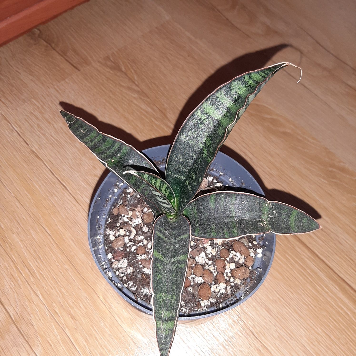 Sansevieria Fischeri