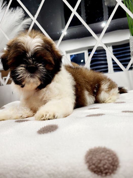 Sunia shih tzu gotowa na nowy domek
