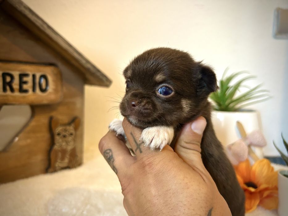 Menino chihuahua chocolate semi pelo