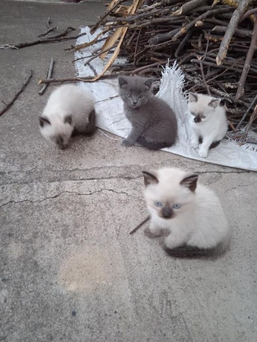 Британські котинята