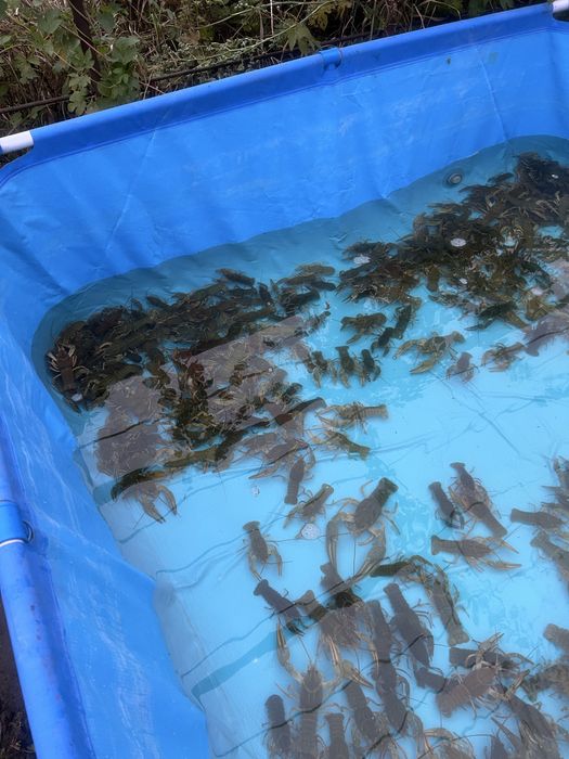 Продаємо раків живих та варених також ікряна тарань