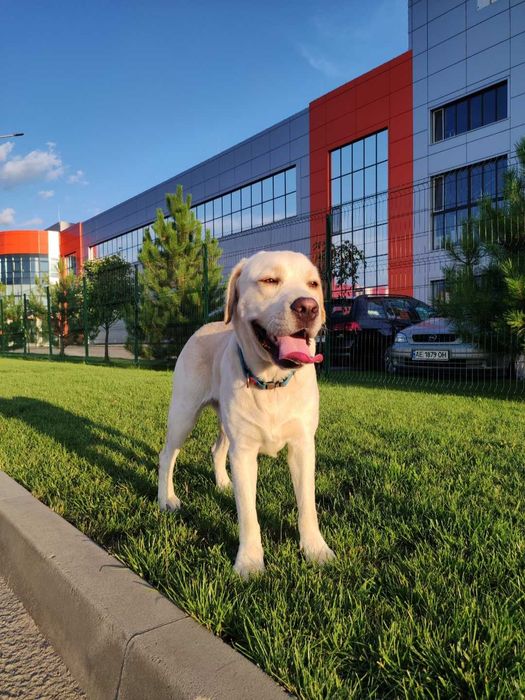 Вязка, случка, лабрадор