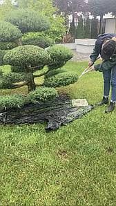 wycinką drzew   prace ogrodowe związane z wycinką drzew